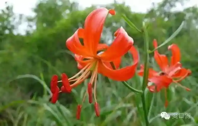 欧洲也有“十里不同俗”，你知道送百合花的讲究吗？