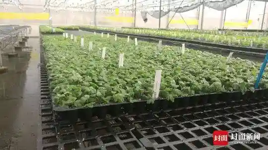 探秘以色列“定制农业”：“袖珍蔬菜”成抢手货 种子实现“定制化”